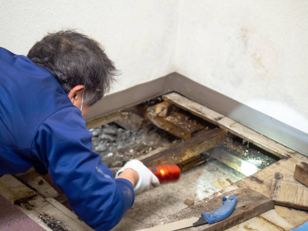  Laguna Park, TX Mold Removal Pros