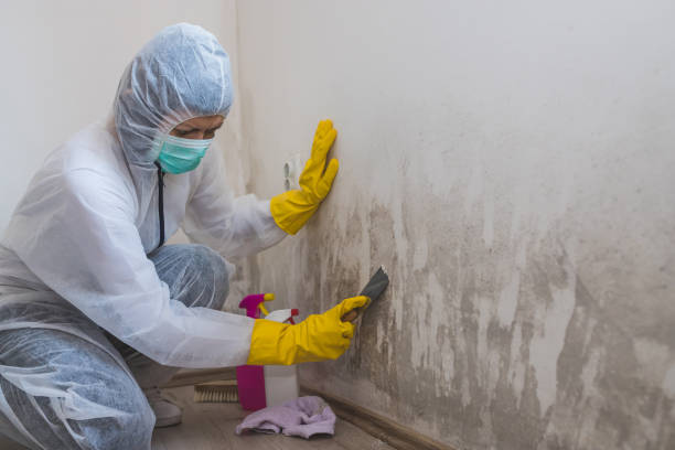 Best Kitchen Mold Remediation in Laguna Park, TX