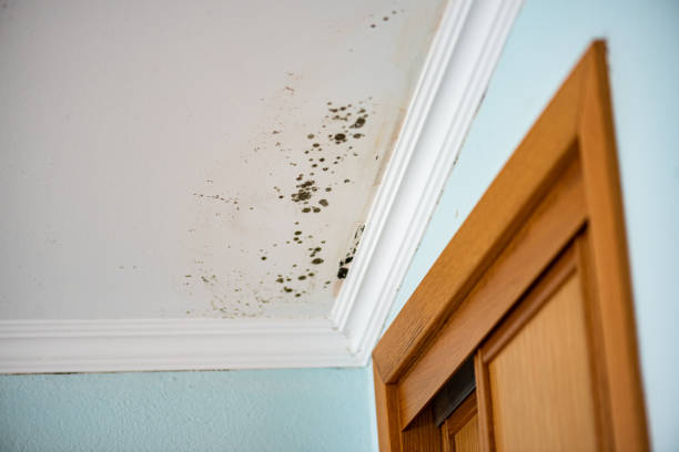 Best Residential Mold Remediation in Laguna Park, TX