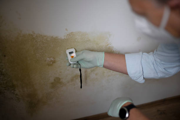 Best Localized Mold Remediation (e.g., coastal areas, humid climates) in Laguna Park, TX