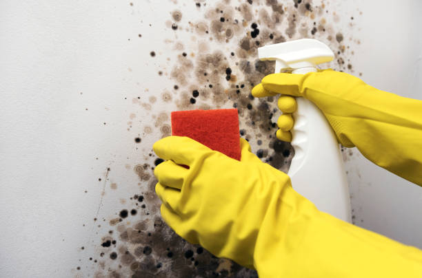 Best Preventive Mold Services in Laguna Park, TX