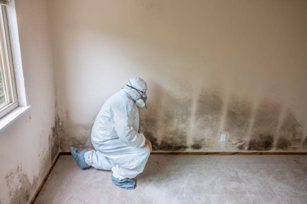 Best Commercial Mold Remediation in Laguna Park, TX