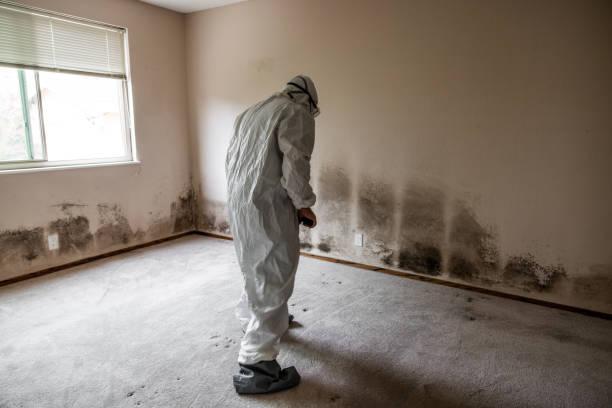 Best Black Mold Remediation in Laguna Park, TX