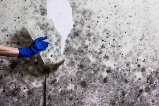 Best White Mold Remediation in Laguna Park, TX